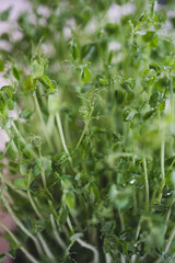 Pea microgreen sprouts close up