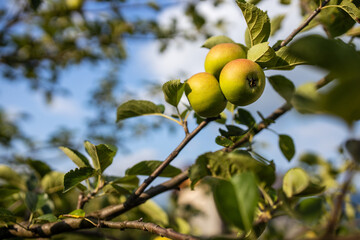Organic apples on the branches