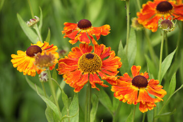 Helenium sneezeweed 'waltraut' in flower