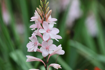 White and pink coloured table mountain watsonia in flower