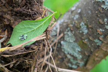 Butterfly eggs on a green leaf of a tree. Pests on fruit-bearing trees.
