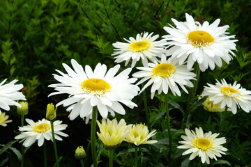 Leucanthemum superbum shasta daisy  'Real Glory' in flower