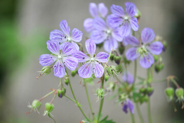 Geranium pratense 'Mrs Kendall Clark' in flower