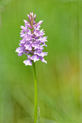 orchis tacheté