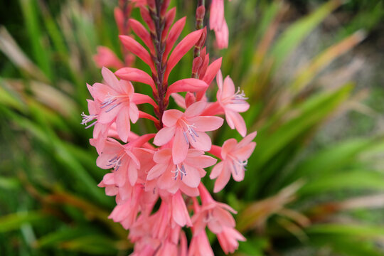 Salmon pink coloured table mountain watsonia in flower