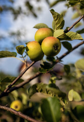 Organic apples on the branches