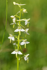 plathantère à fleurs verdâtres