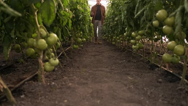 A cropped view of a farmer is going through the beds tomato at the greenhouse outside
