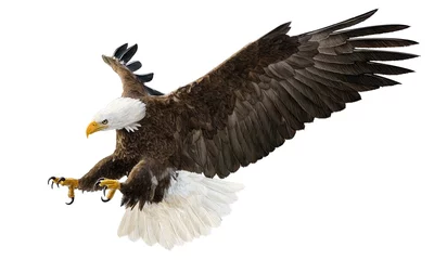Poster Im Rahmen Bald eagle flying swoop attack hand draw and paint color on white background illustration. © patthana