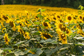 Sunflowers Plantation - Sunflower Field Agriculture