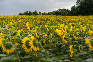 Sunflowers Plantation - Sunflower Field Agriculture