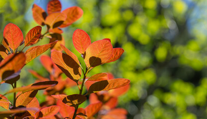 Young purple leaves of Cotinus coggygria Royal Purple (Rhus cotinus, the European smoketree) with flowers against sunlight against background of blurred greenery in spring garden