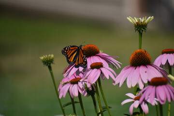 Monarch butterfly (Danaus plexippus) feeding on Purple Cone flower (Echinacea purpurea)