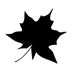 Maple leaf black silhouette.Leaves icon.Vector illustration.