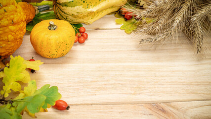 Thanksgiving dinner. Autumn Natural harvest with rye spike orange pumpkin, fall dried leaves, red...
