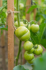 Fresh Growing Green Cherry Tomatoes