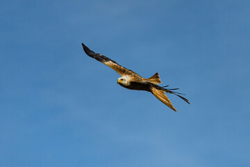 red kite in flight