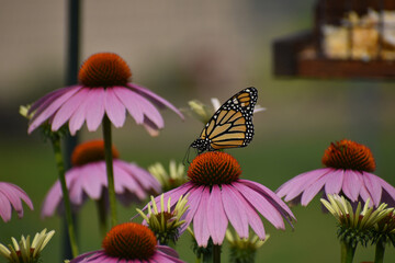 Monarch butterfly (Danaus plexippus) feeding on Purple Cone flower (Echinacea purpurea)
