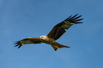 red kite soaring high