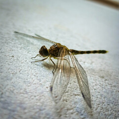 Dragonfly waiting for the feed on the wall