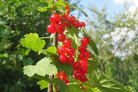 Beautiful red currant berries in the garden on blue sky