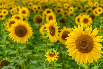 close up of sunflower on field