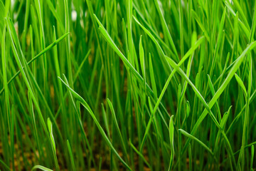 Green background of freshly grown grass, wheat micro green.