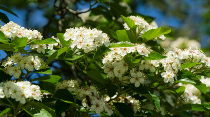 Flowering White Blossom Crataegus persimilis 'Prunifolia' (Broad Leaved Cockspur Thorn Tree),  plumleaf hawthorn in city Park Krasnodar. Public landscape 'Galitsky park' in sunny spring 2021