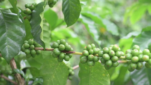 Coffee beans in the garden.
