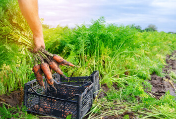 A farmer harvesting carrot on the field. Growing organic vegetables. Farming, agriculture. Freshly harvested carrots. Seasonal work. Selective focus
