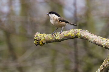 Willow tit on a branch