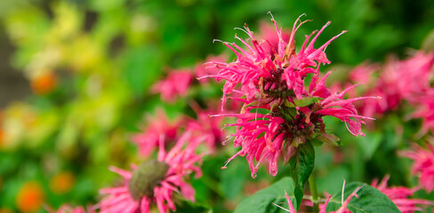 The flowering bush of monarda grows in the garden after the rain. Beautiful flowers with natural wallpaper. Selective focus.