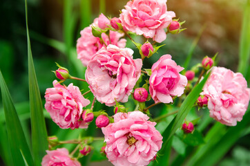 Bush of a beautiful blooming pink rose in the garden. Fragrant beautiful flower. Selective focus
