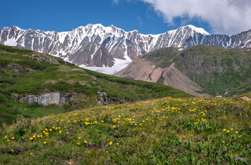 Fototapeta na wymiar glacier mountains snow flowers summer
