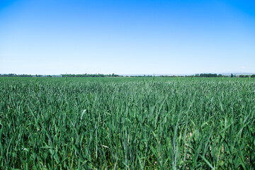 Green field of bread. Farming. Summer day. Nature