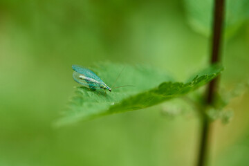 Florfliege an einem Blatt