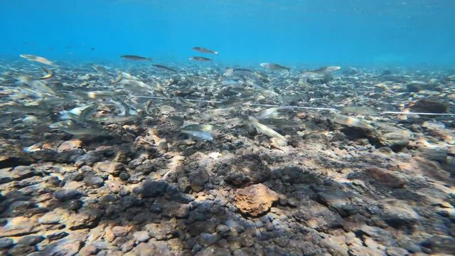 本栖湖の水中映像（湖魚「鮎（アユ）」）