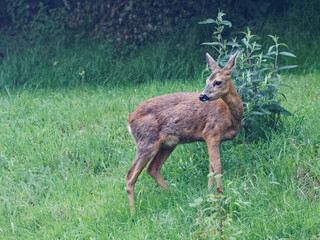 femelle du chevreuil