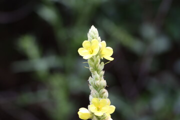 yellow flower in the garden