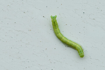 Kleiner Frostspanner ( Operophtera brumata ) Raupe	