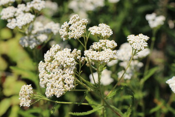 Medicinal wild herb Yarrow Achillea millefolilium . The plant during flowering , closeup.