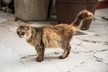 A cat on the streets of Baska, Croatia