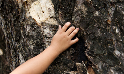 Close up hand of child touch old tree.