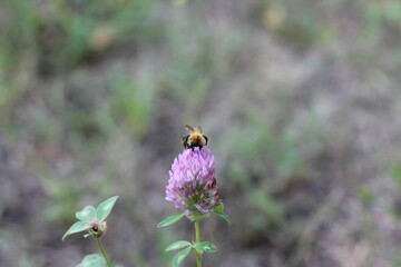 Closeup of garden bumblebee or small garden bumblebee, Bombus hortorum collecting nectar from a creeping thistle flower