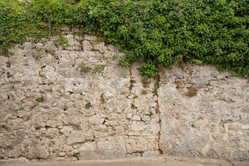 A stone wall from Roman times in the city of Krk, Croatia and a hanging plant that partially covers it. Ideal photo for photo background