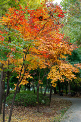 Fototapeta na wymiar 가을풍경