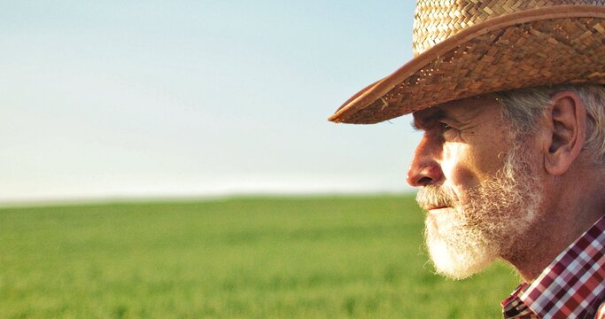 Portrait of senior man with beard looking at the field on the blue sky background at the sunny day. Face of the old farmer worker at the summer nature. Farming real people concept