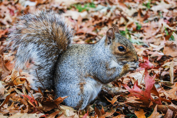 Ardilla comiendo nueces durante el otoño en Central Park, Nueva York. Noviembre 2011
