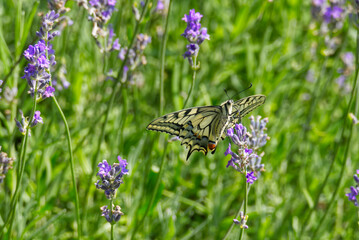 Old World Swallowtail or common yellow swallowtail (Papilio machaon) sitting in lavender in Zurich, Switzerland