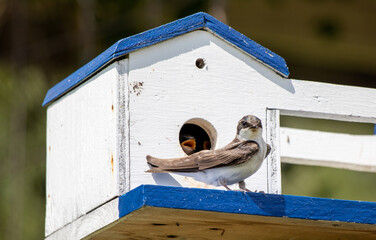 blue bird house with swallow